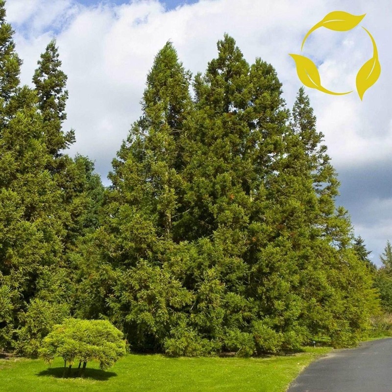 1.5 Japanese Cedar Seeds