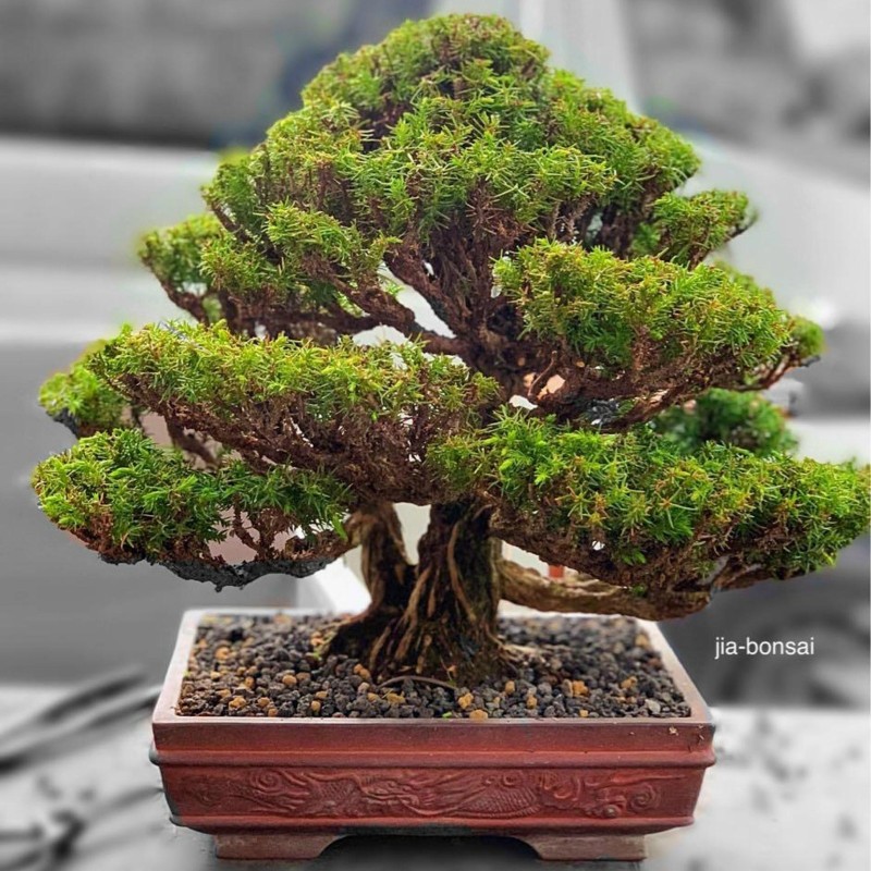 Sacred Japanese Cedar Seme Bonsai 1.5 - 1