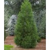 1.5 Japanese Cedar Seeds