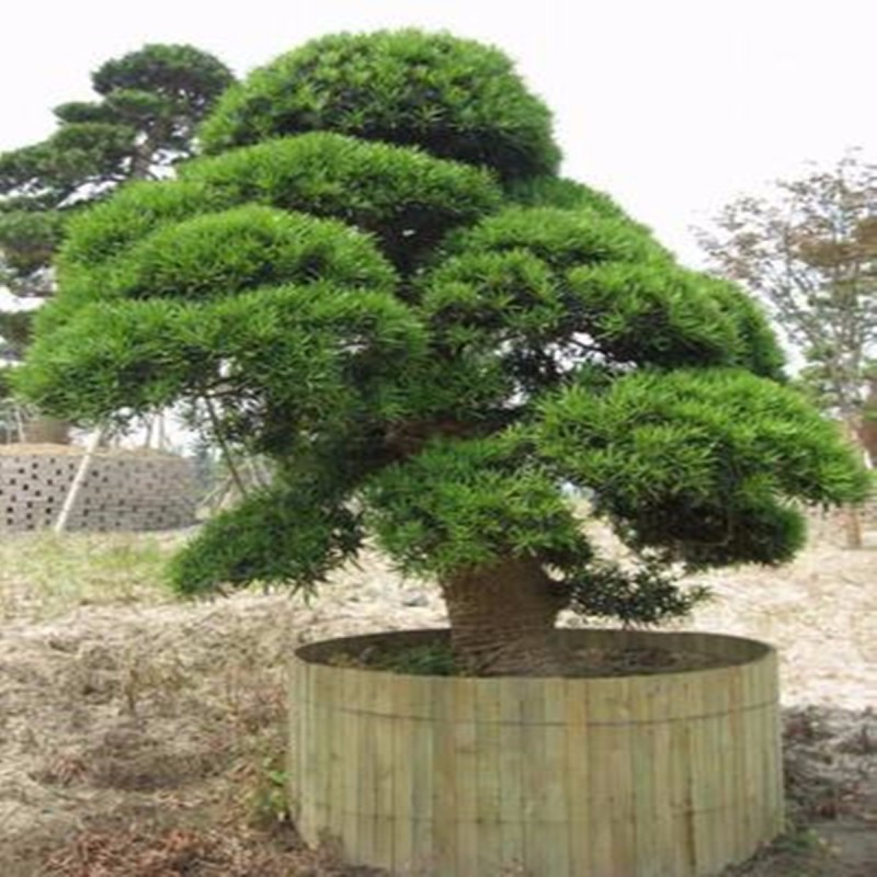1.5 Japanese Cedar Seeds