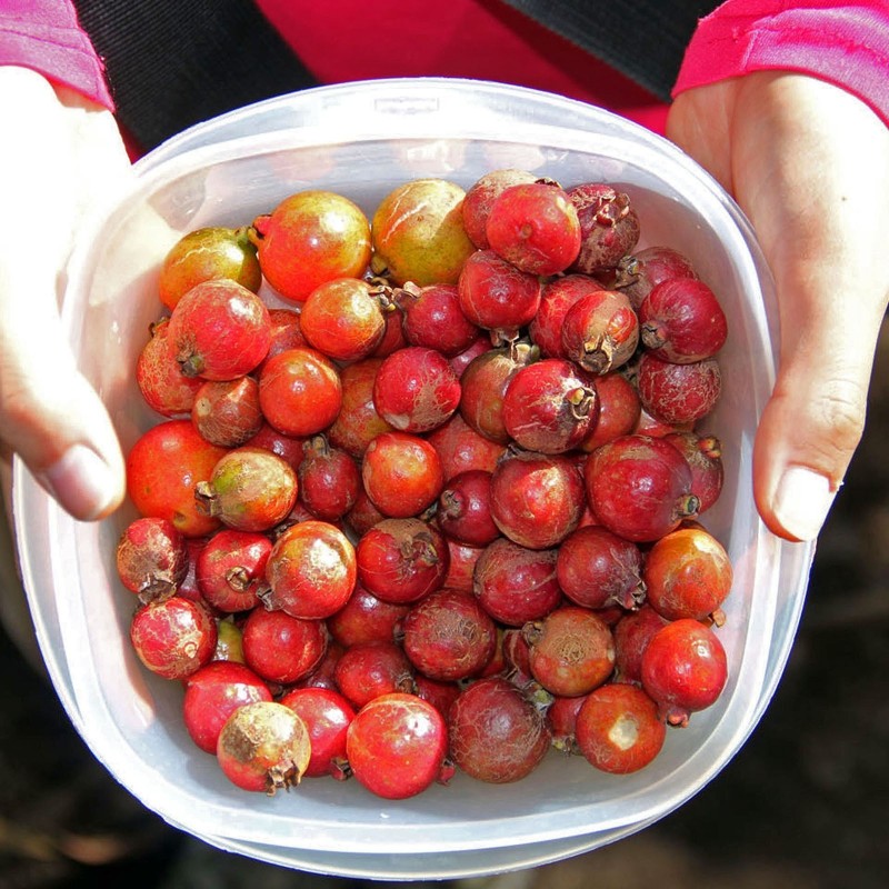 Sementes de Araçá-rosa (Psidium cattleianum) | Price: 3,25 € 🌳🌼🌸🌿🌱🍉