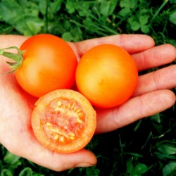 Semillas de tomate alemán AURIGA (Solanum lycopersicum) 1.85 - 3