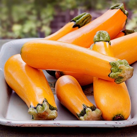 1.85 Graines de courgettes Orange SOLEIL