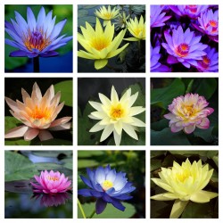 Lotussläktet frön blandade färger (Nelumbo nucifera) 2.55 - 1