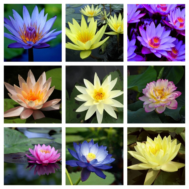 Lotussläktet frön blandade färger (Nelumbo nucifera)
