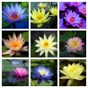 Lotussläktet frön blandade färger (Nelumbo nucifera)