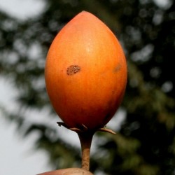 Bakul Frön - Spanish Cherry (Mimusops elengi) 2.95 - 1