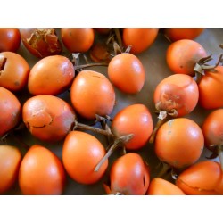 Spanish Cherry Seeds 2.95 - 3