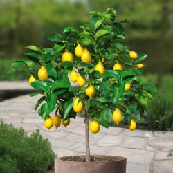 Lemon Seeds (C. × limon) 1.95 - 2