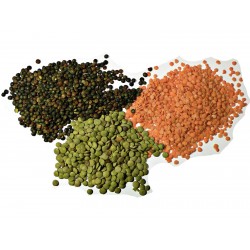 Lentil Seeds (Lens culinaris) 1.85 - 1