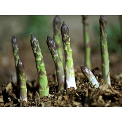 Sementes De Asparagus Officinalis 1.65 - 3