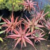 Κόκκινος Αλόη σπόρων (Aloe cameronii) | Price: 4,00 € 🌳🌼🌸🌿🌱🍉