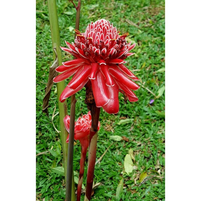 Edible Torch Ginger Seeds (Etlingera elatior) Prijs €1.55