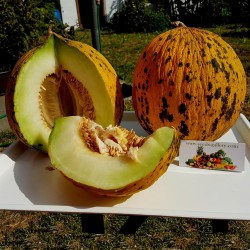 Semi di melone TESTA DORATA o semi Tracia melone - Miglior Melon greca 1.55 - 1