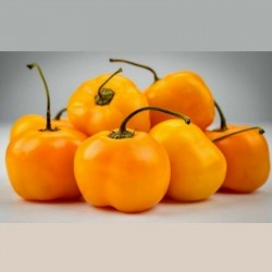Semi di Peperoncino dolce giallo "Jelena" - frutti grandi 1.75 - 1