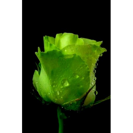 Sementes De Rosa Verde (Espécie Rara)  - 2