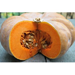 Musquee De Provence Pumpkin Seeds 1.55 - 3