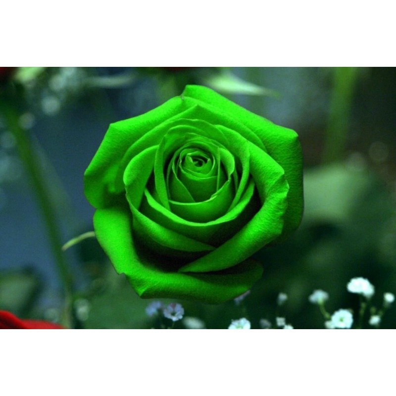 Rose Graines Chinois Rare Vert Rose Fleur  - 4