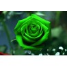 Sementes De Rosa Verde (Espécie Rara)  - 4