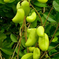 Griffonia simplicifolia - Wikipedia
