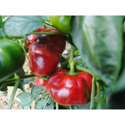 GREYGO Hungarian sweet pepper seeds 1.55 - 4