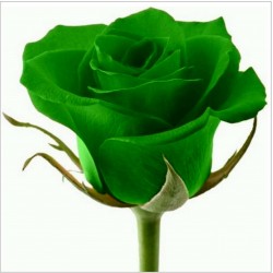 Grön Rose Frön