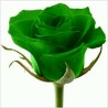 Rose Graines Chinois Rare Vert Rose Fleur  - 1