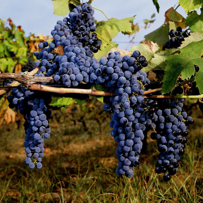 Black Grape Seeds (vitis vinifera)  - 3