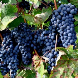 Black Grape Seeds (vitis vinifera) 1.55 - 3