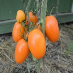 Σπόροι ντομάτας Tschuchloma 1.85 - 2