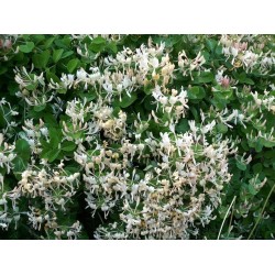 Orlovi Kandze - Orlovi nokti seme (Lonicera caprifolium) 1.95 - 3