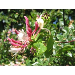 Kaprifol eller äkta kaprifol frön (Lonicera caprifolium) 1.95 - 7