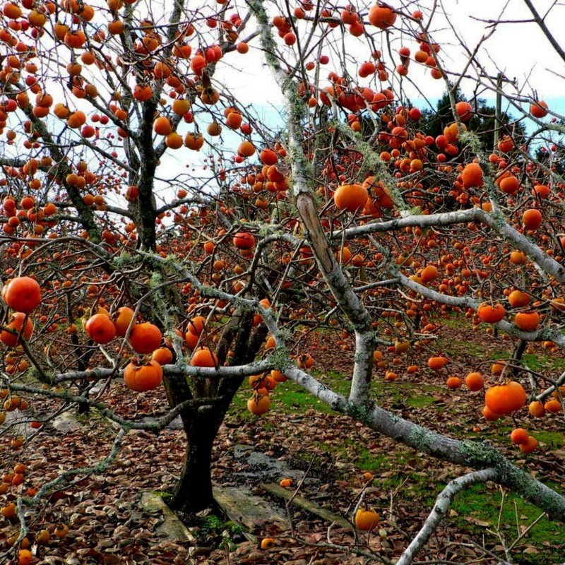 American persimmon seeds (Diospyros virginiana)  - 3