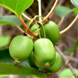Hardy Kiwi seeds -34C (actinidia arguta) 1.5 - 2