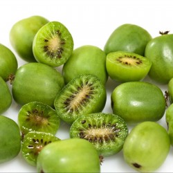 Seme Hardy Kiwi (Actinidia arguta), kiwi berry, arctic kiwi, otporan do -34 1.5 - 3