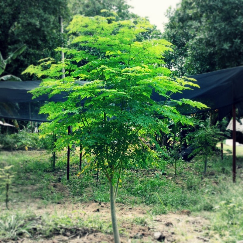 1.95 Graines De Moringa Oléifera - Arbre De Vie