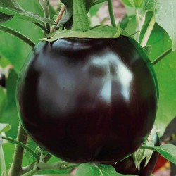 Ronde De Valence Eggplant Seeds  - 2