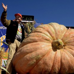 BIG MAX Pumpkin Heirloom Seeds  - 2
