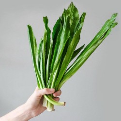 1.95 Semi di Culantro, Coriandolo Cinese (Eryngium Foetidum)