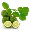 Σπόροι Kaffir Lime (Citrus hystrix) | Price: 3,50 € 🌳🌼🌸🌿🌱🍉