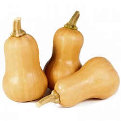 Small Fruited, Mini Butternut Squash Seeds Seeds Gallery - 5