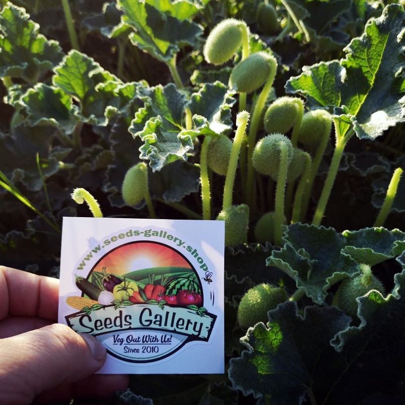 1.8 Squirting Cucumber Or Exploding Cucumber Seeds