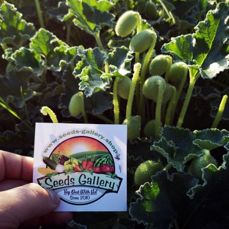 1.8 Graines de concombre explosive (Ecballium elaterium)