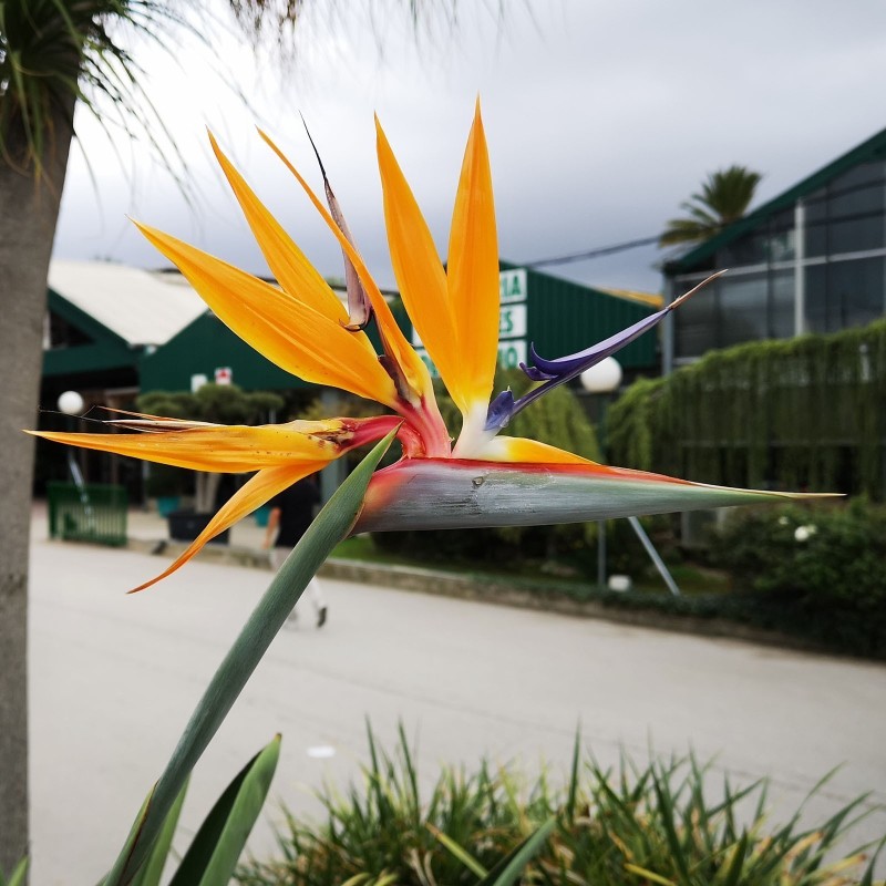 2.45 Sementes Da Flor Ave Do Paraíso (Strelitzia reginae)