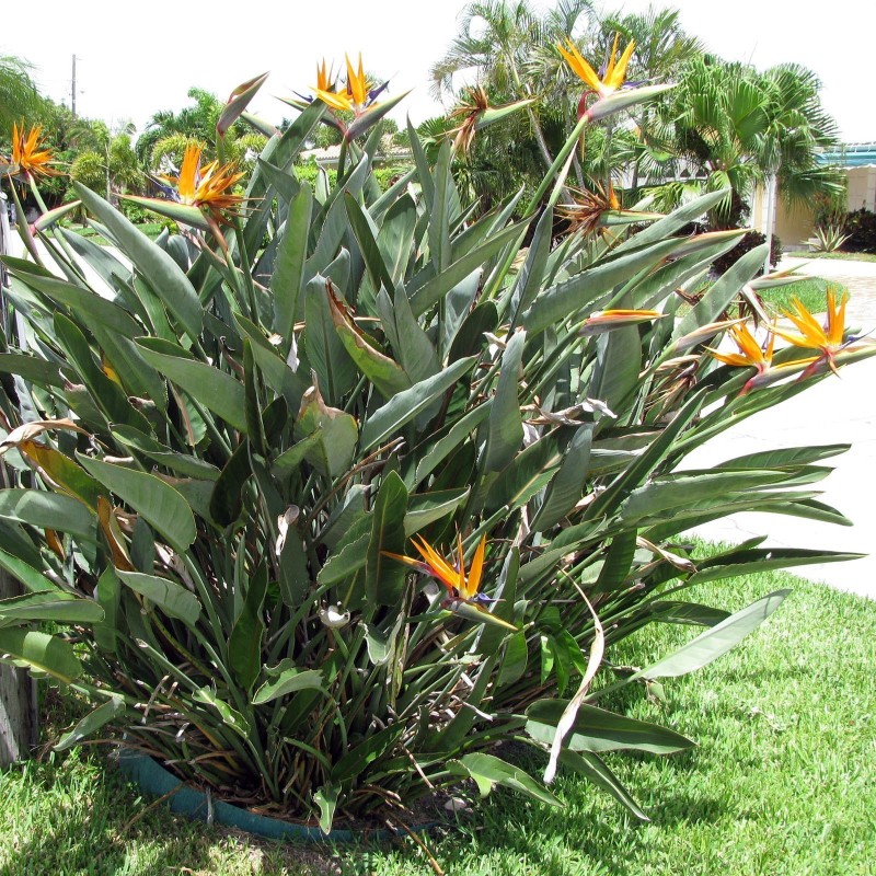 2.45 Sementes Da Flor Ave Do Paraíso (Strelitzia reginae)