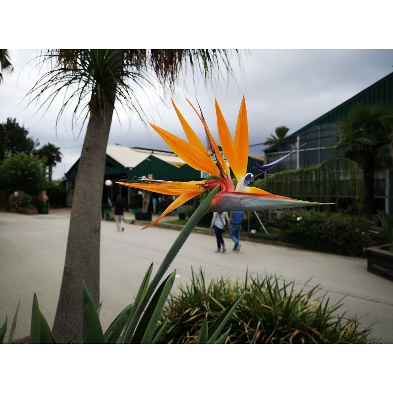 2.45 Sementes Da Flor Ave Do Paraíso (Strelitzia reginae)