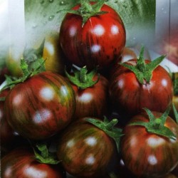 Black Vernissage σπόροι ντομάτας Seeds Gallery - 6
