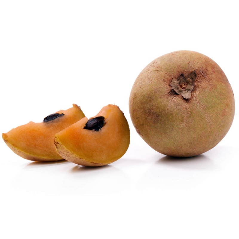 Manilkara zapota Seeds (Chico Sapote) | Price: €2.85 🌳🌼🌸🌿🌱🍉