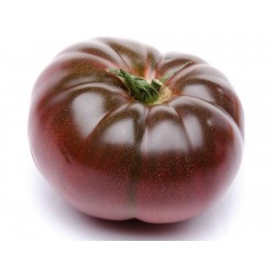 شيروكي بذور الطماطم الأرجواني Seeds Gallery - 4