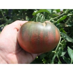 شيروكي بذور الطماطم الأرجواني Seeds Gallery - 2